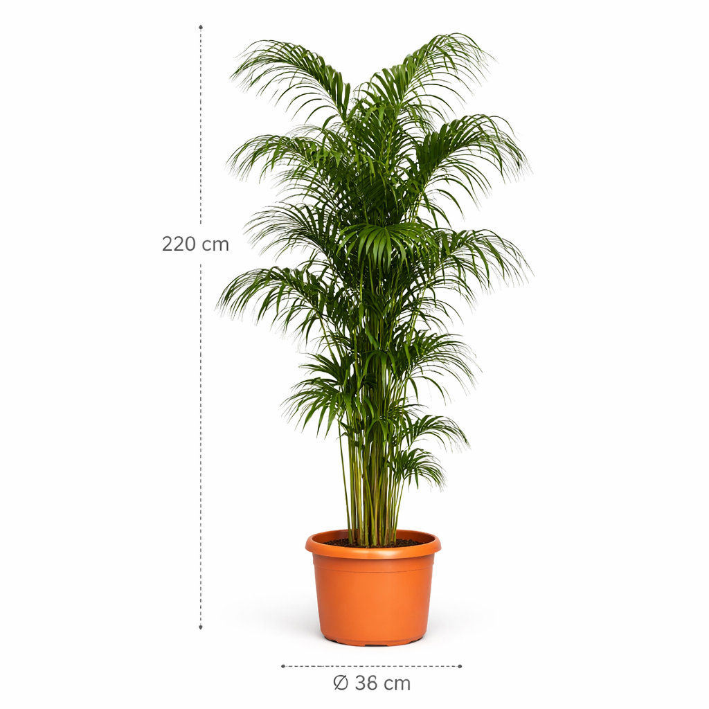 Kentia Palm - 220 cm