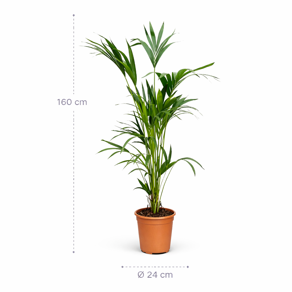 Kentia Palm (Howea Forsteriana) – 160 cm
