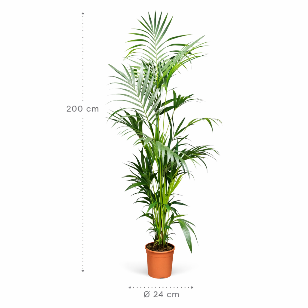 Kentia Palm (Howea Forsteriana) – 200 cm