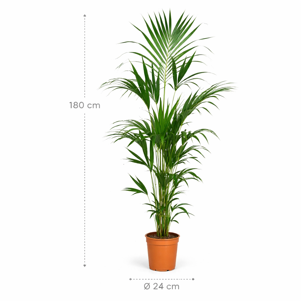 Kentia Palm – 180 cm
