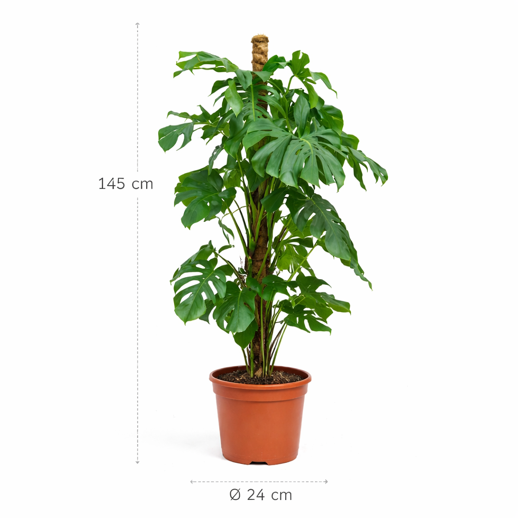 Monstera Deliciosa – 145 cm
