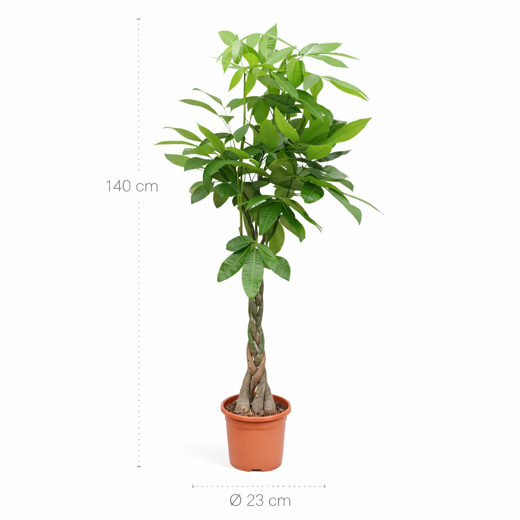 Pachira Aquatica (Geldboom) – 140 cm