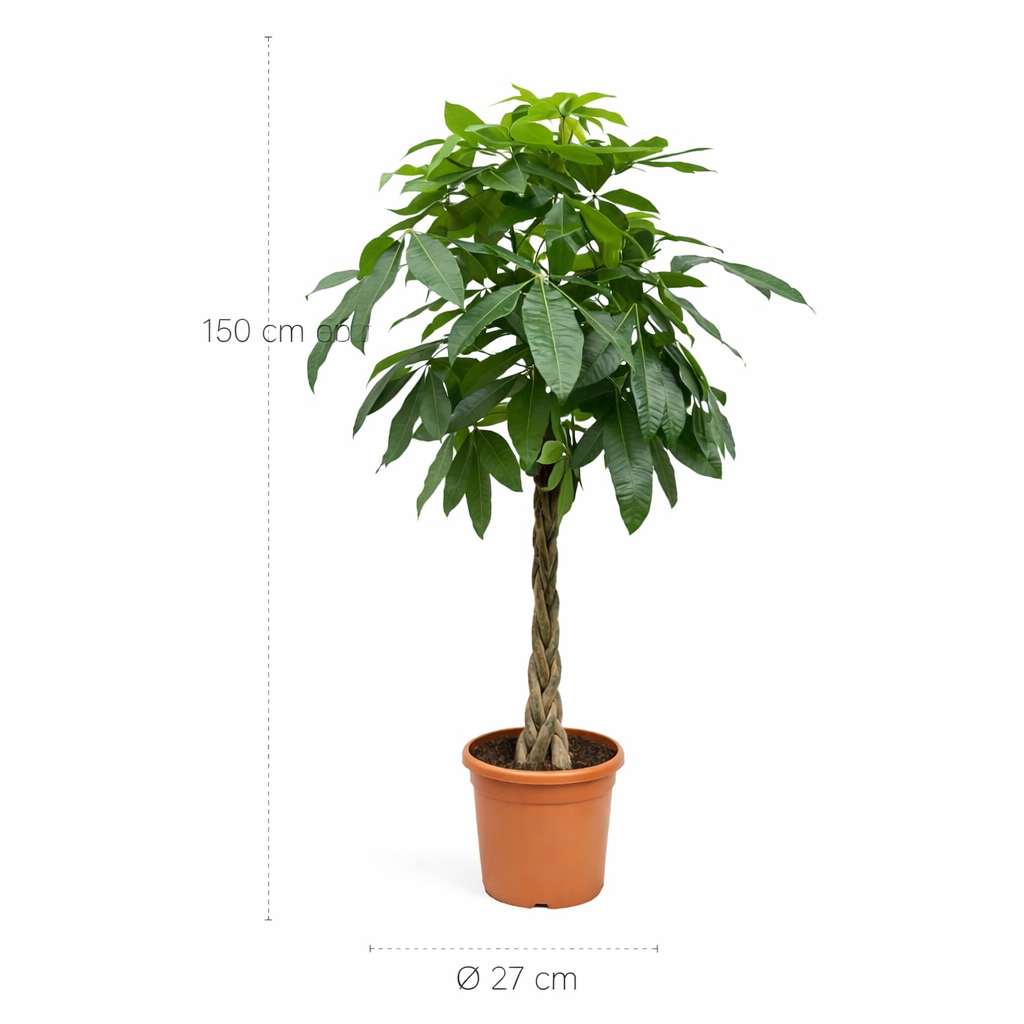 Pachira Aquatica (Geldboom) – 150 cm