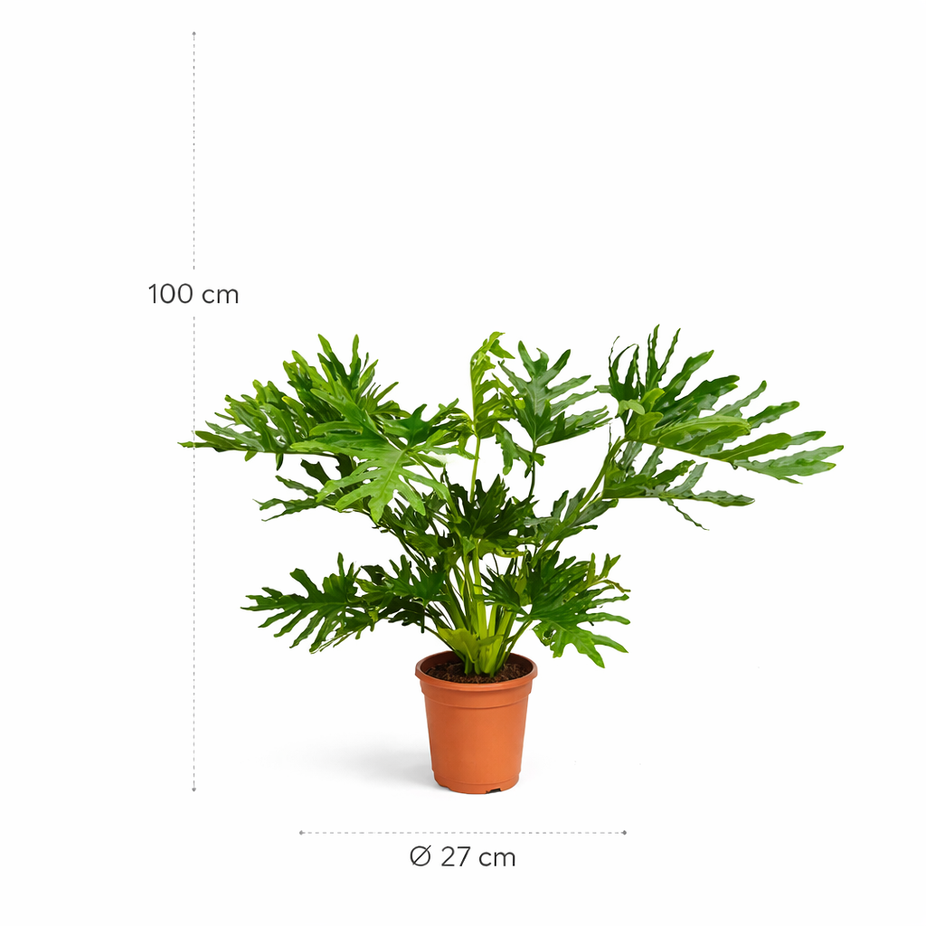 Philodendron Selloum – 100 cm