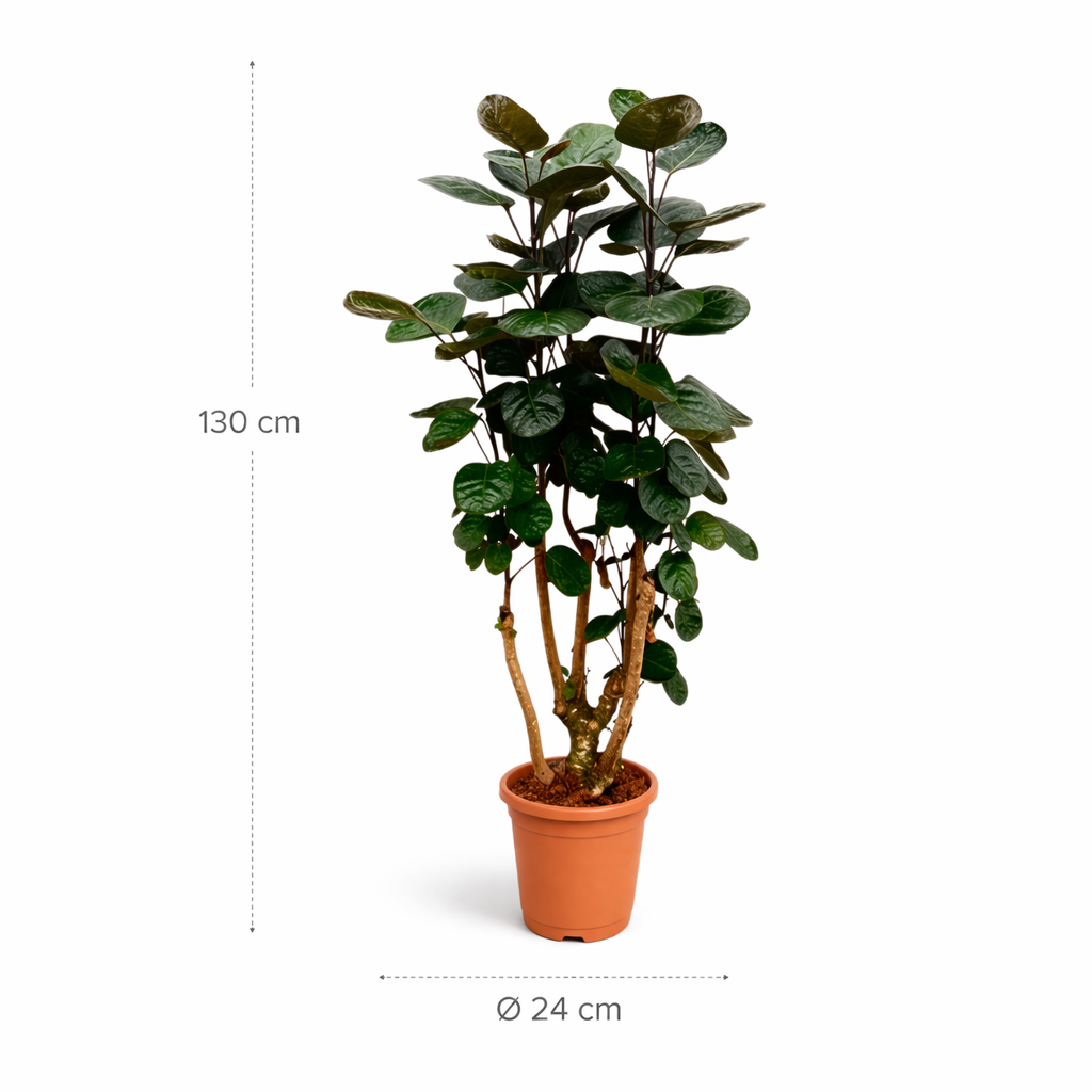 Polyscias Fabian (Aralia) – 130 cm