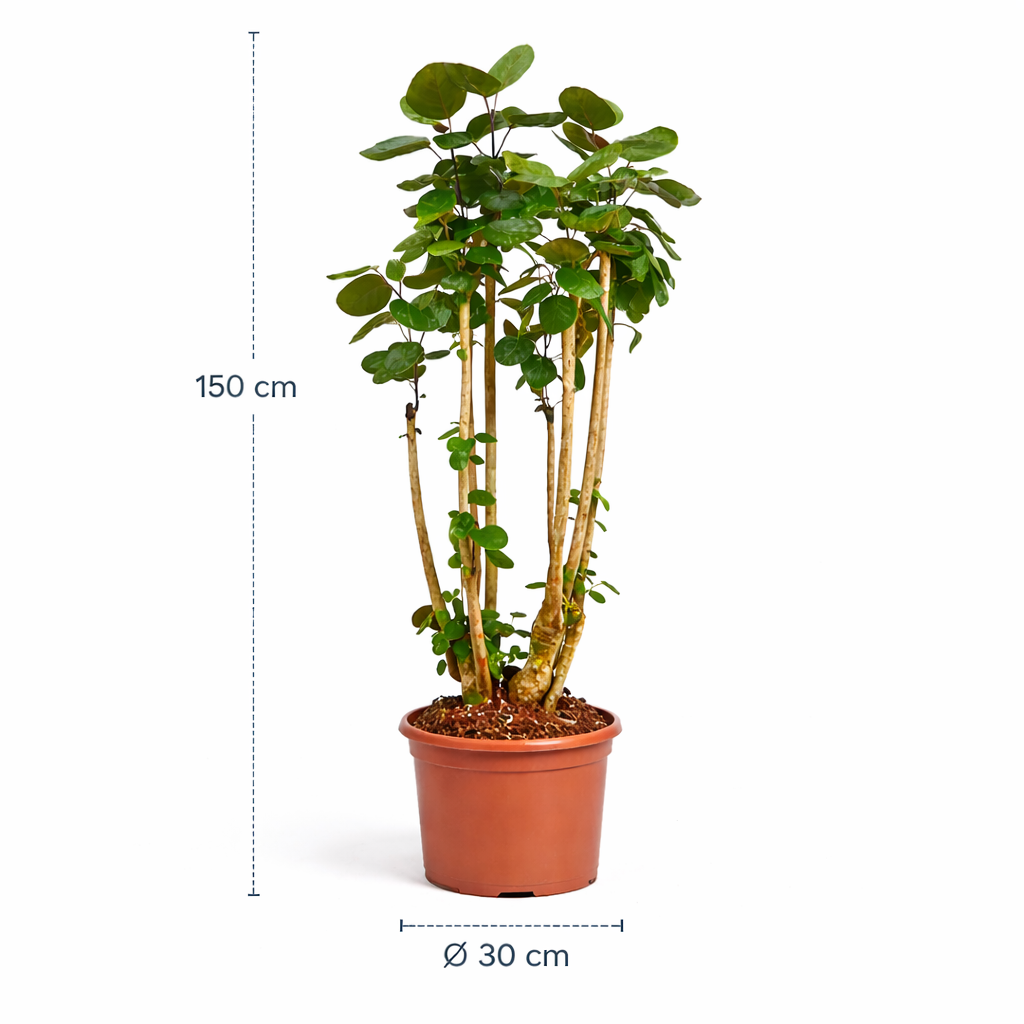 Polyscias Fabian – 150 cm