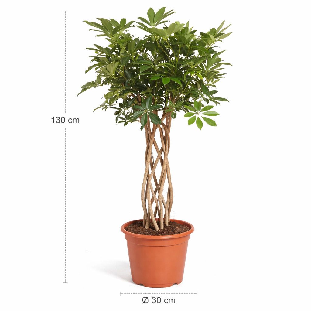 Schefflera Arboricola Compacta gevlochten stam – 130 cm