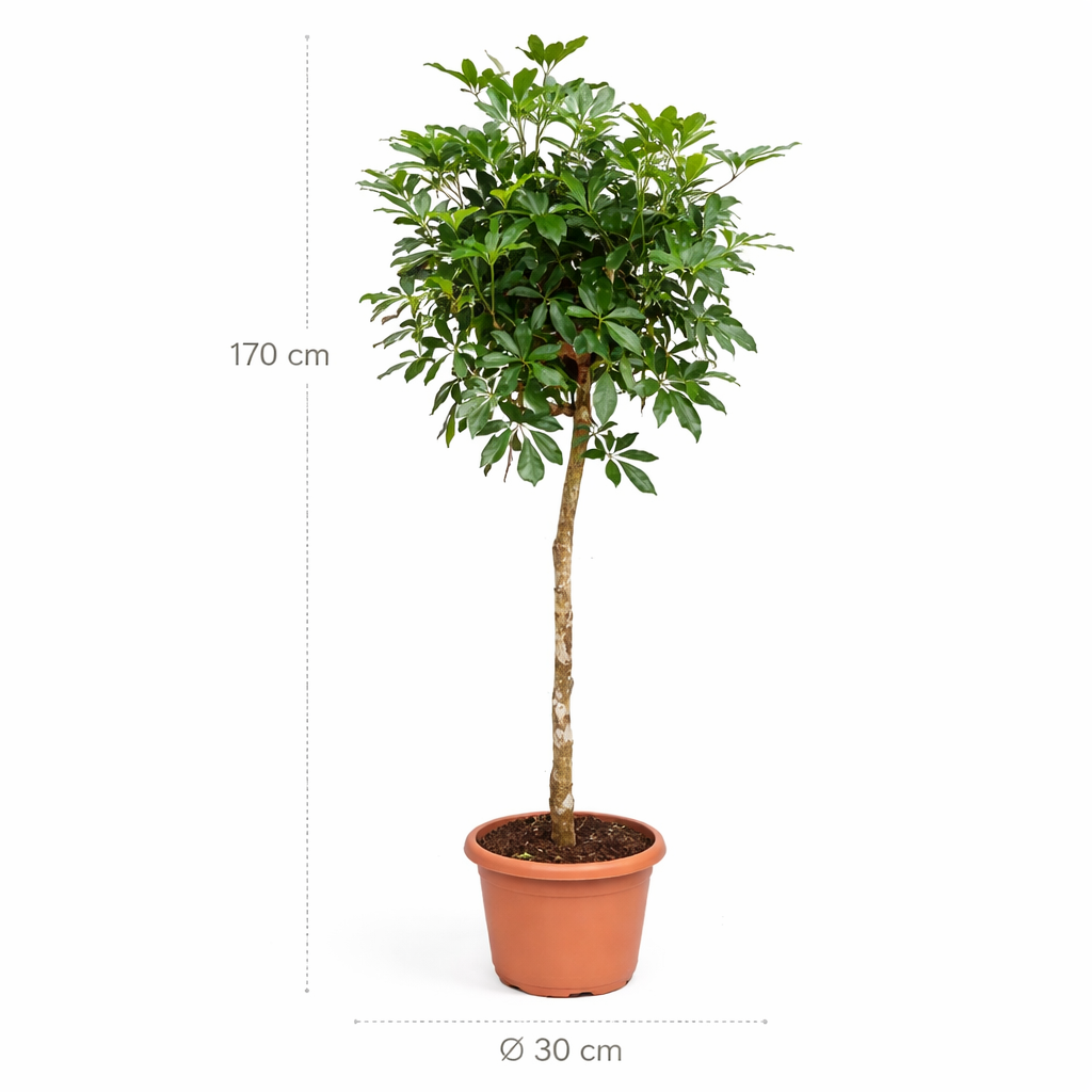 Schefflera (Vingerplant) op stam – 170 cm
