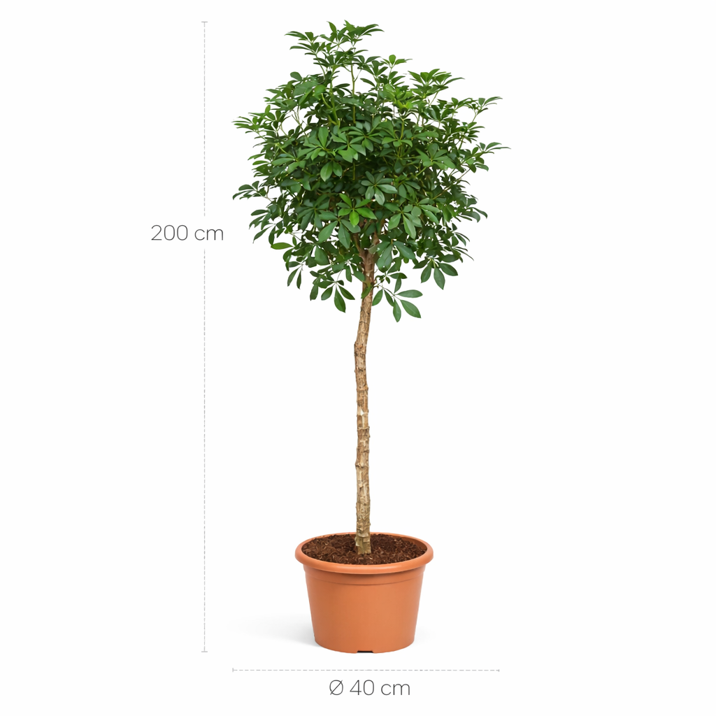 Schefflera (Vingerplant) op stam – 200 cm