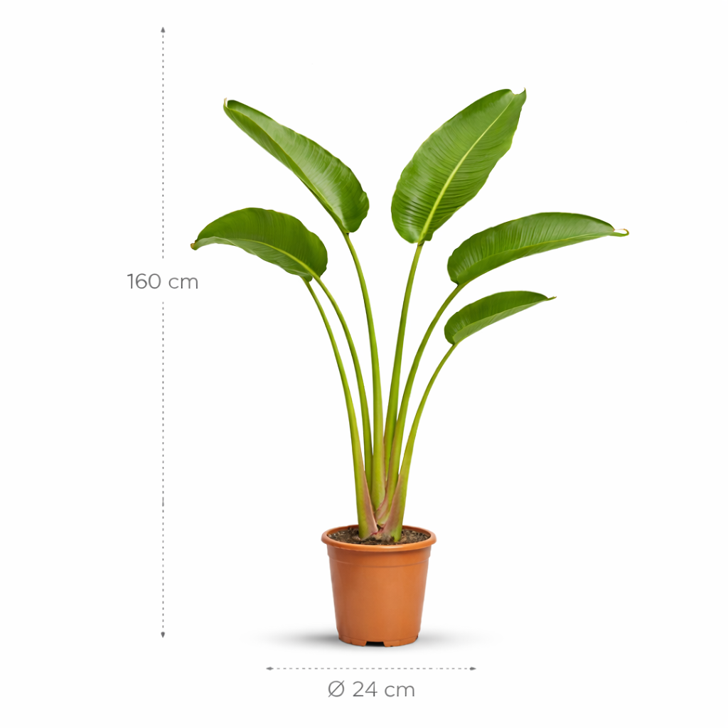 Strelitzia Augusta (Paradijsvogelplant) – 160 cm