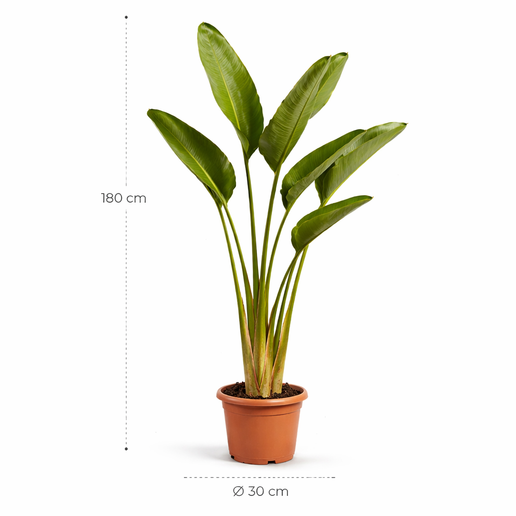 Strelitzia Augusta – 180 cm