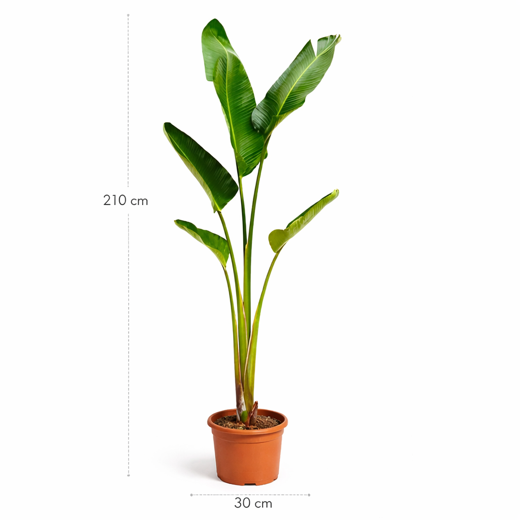 Strelitzia Augusta – 210 cm