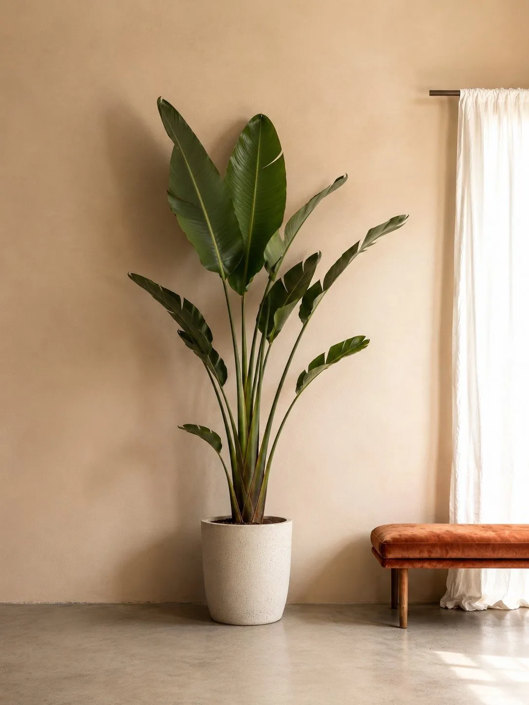 Strelitzia Augusta – 225 cm Strelitzia Augusta – 225 cm
