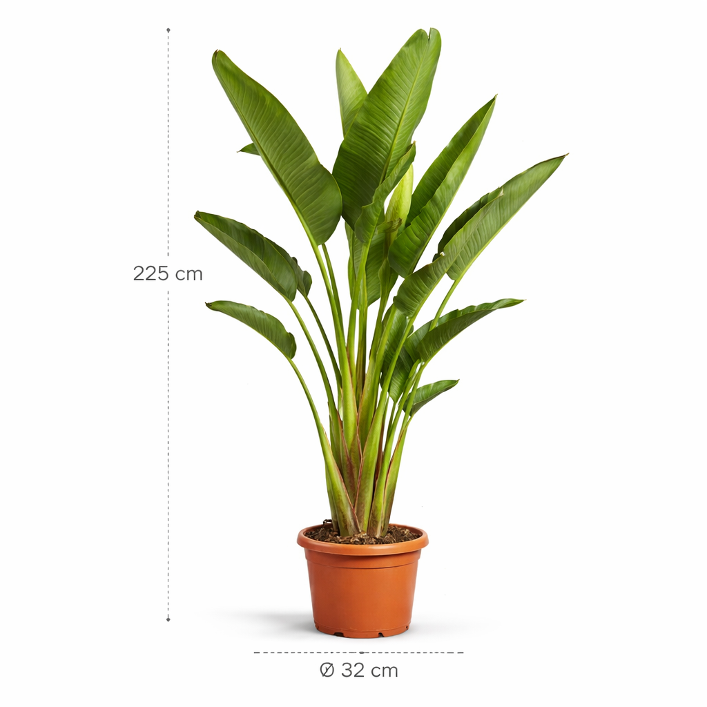 Strelitzia Augusta – 225 cm