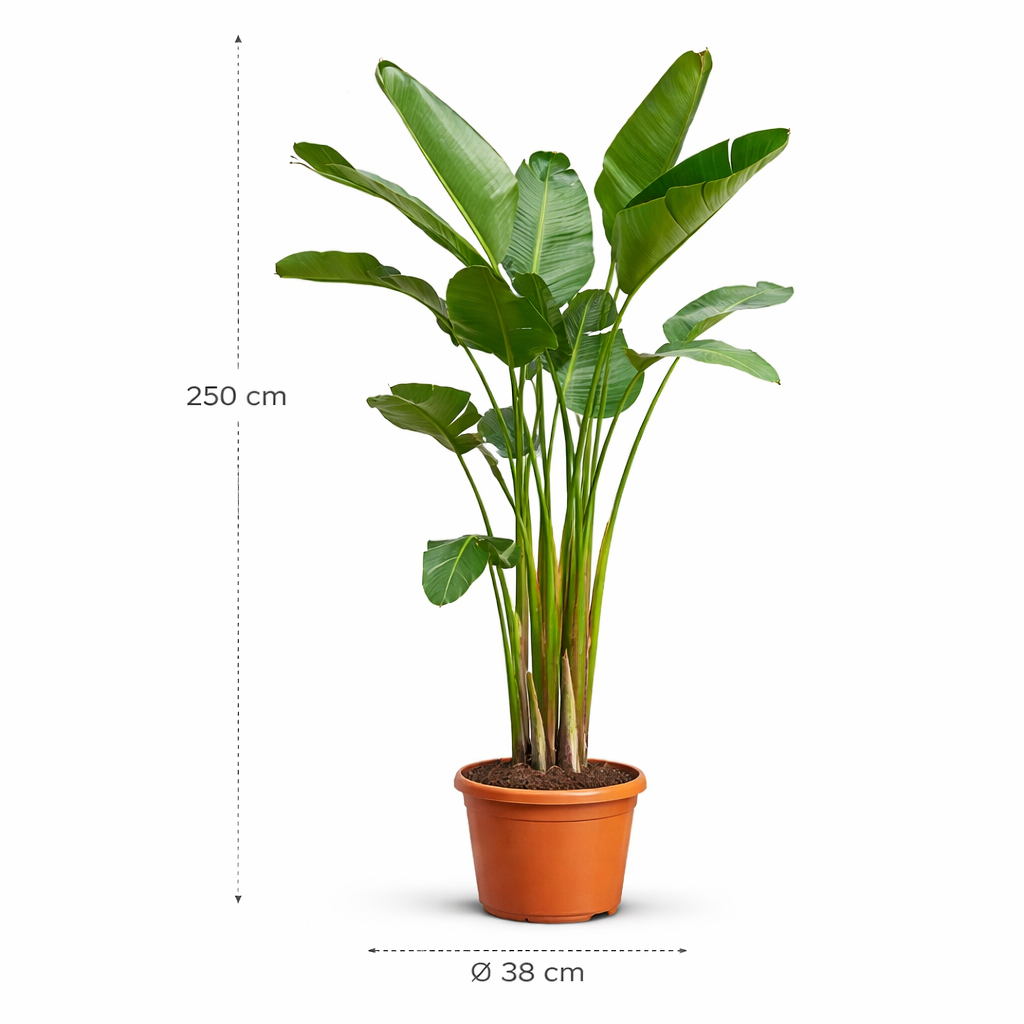 Strelitzia Augusta – 250 cm