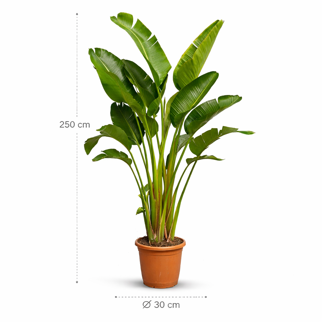 Strelitzia Augusta – 250 cm_1