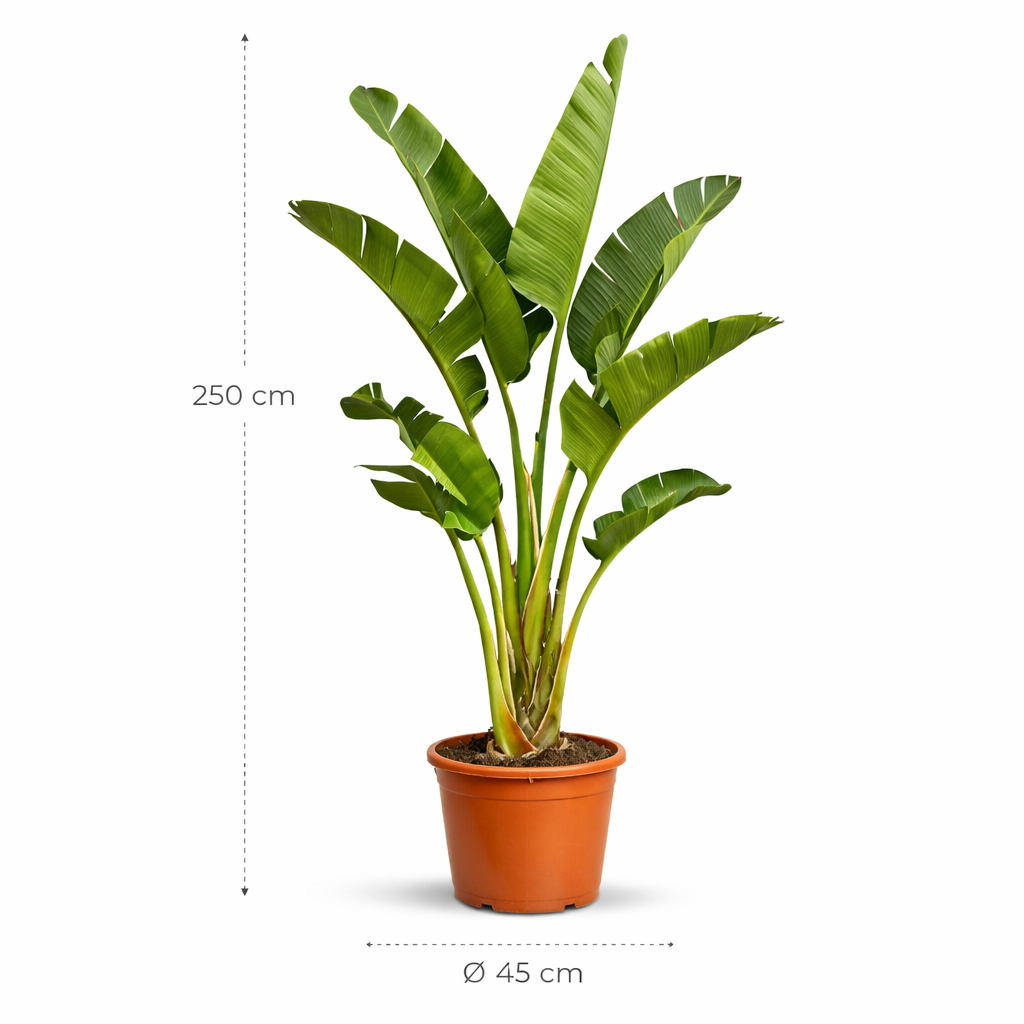 Strelitzia Augusta – 250 cm_2