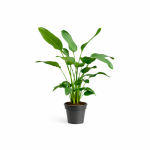Strelitzia Nicolai - 170 cm - ⌀24