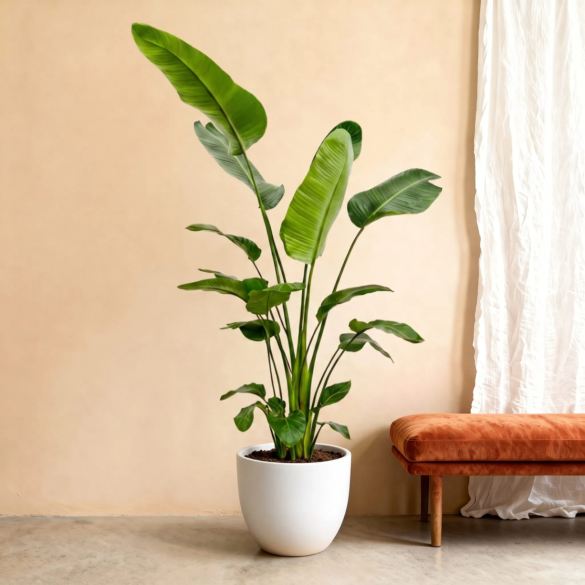 Strelitzia Nicolai - 190 cm