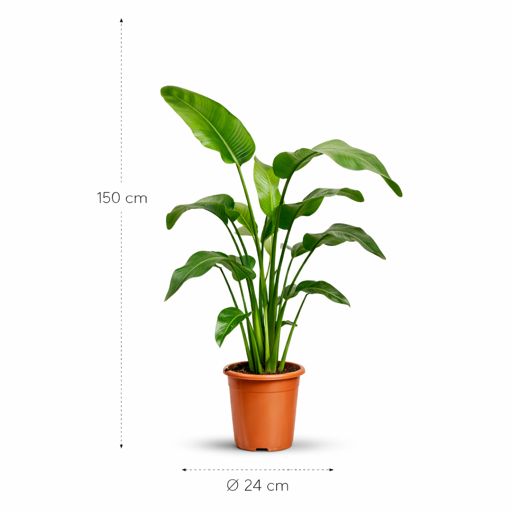 Strelitzia Nicolai – 150 cm