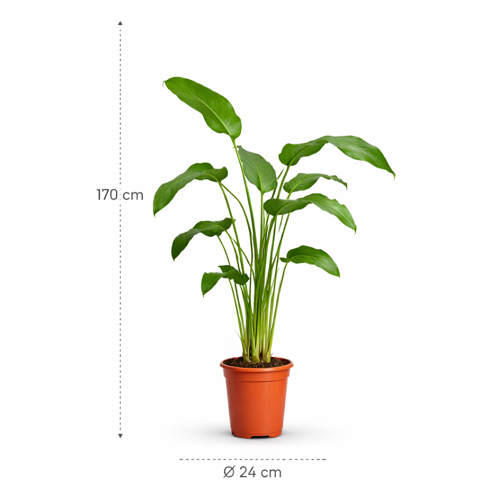 Strelitzia Nicolai – 170 cm