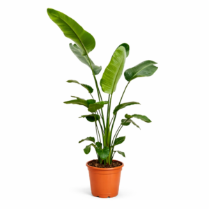 Strelitzia Nicolai – 190 cm