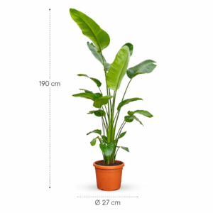 Strelitzia Nicolai – 190 cm