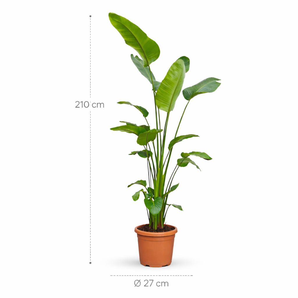 Strelitzia Nicolai – 210 cm_1