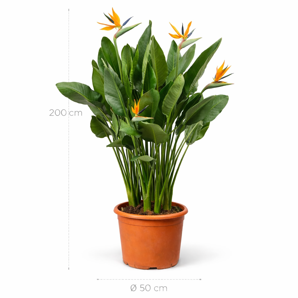 Plantaardigste Strelitzia Reginae - 200 cm - Plantaardigste