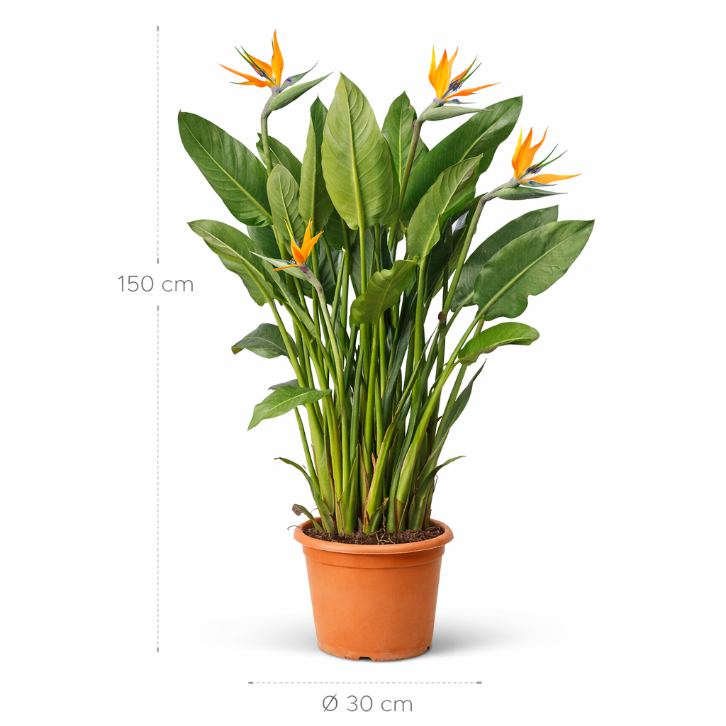 Strelitzia Reginae – 150 cm