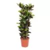 Codiaeum Iceton (Croton Iceton) - 140 cm - ø27