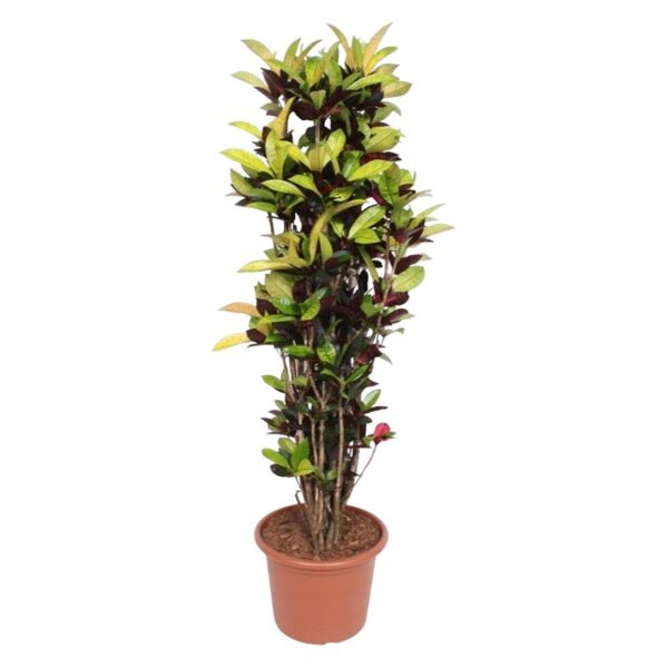 Codiaeum Iceton (Croton Iceton) - 190 cm