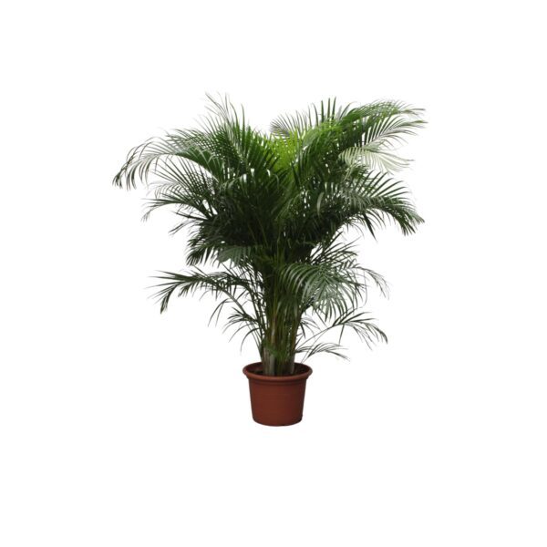 Dypsis Lutescens (Areca Palm) - 230 cm