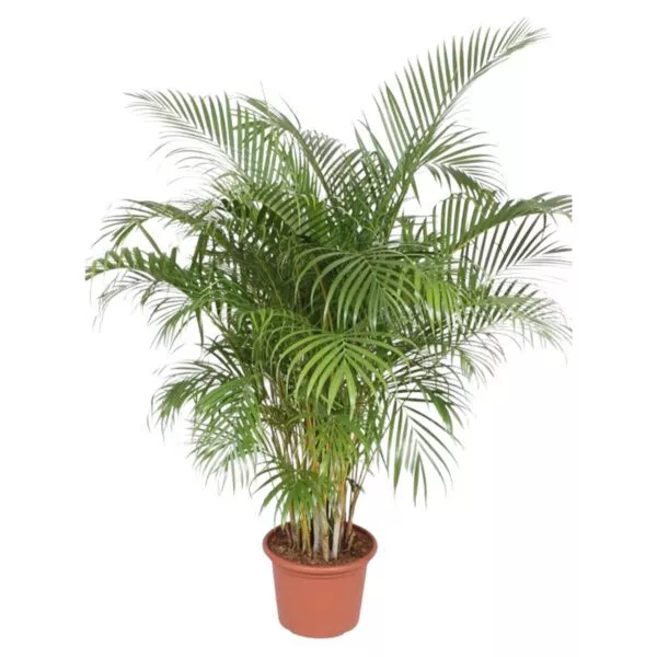 Dypsis Lutescens (Areca Palm) - 200 cm