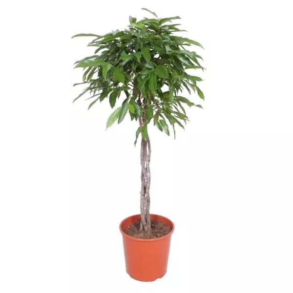 Ficus Amstel King gevlochten stam - 150 cm