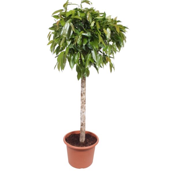 Ficus Amstel King - 180 cm