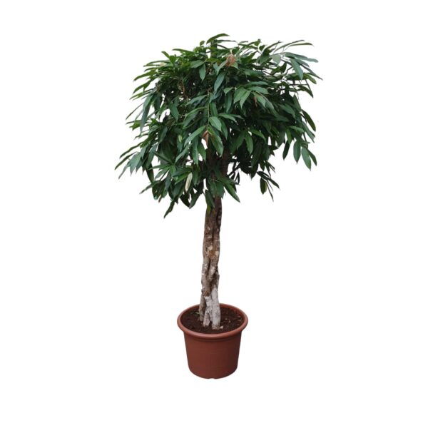 Ficus Amstel King gevlochten stam - 190 cm