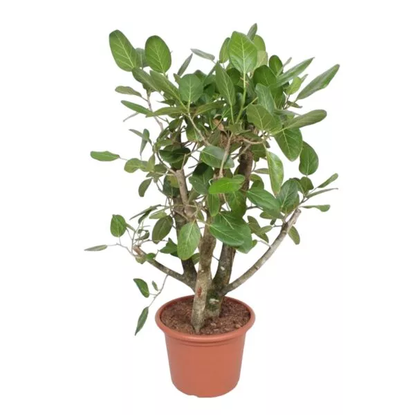 Ficus Benghalensis vertakt