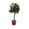 Ficus Benghalensis boom - 180 cm - ø45