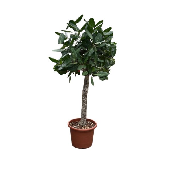 Ficus Benghalensis boom - 180 cm