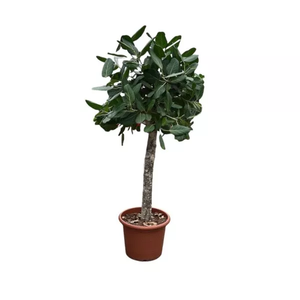 Ficus Benghalensis boom - 180 cm