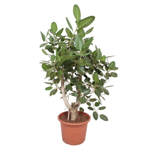 Ficus Benghalensis vertakt - 170 cm