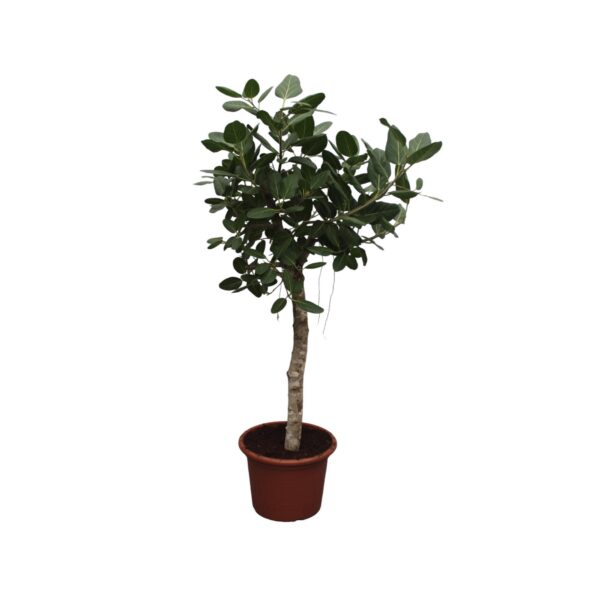 Ficus Benghalensis boom - 200 cm