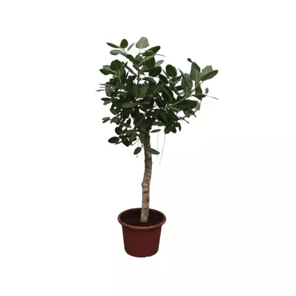 Ficus Benghalensis boom - 200 cm