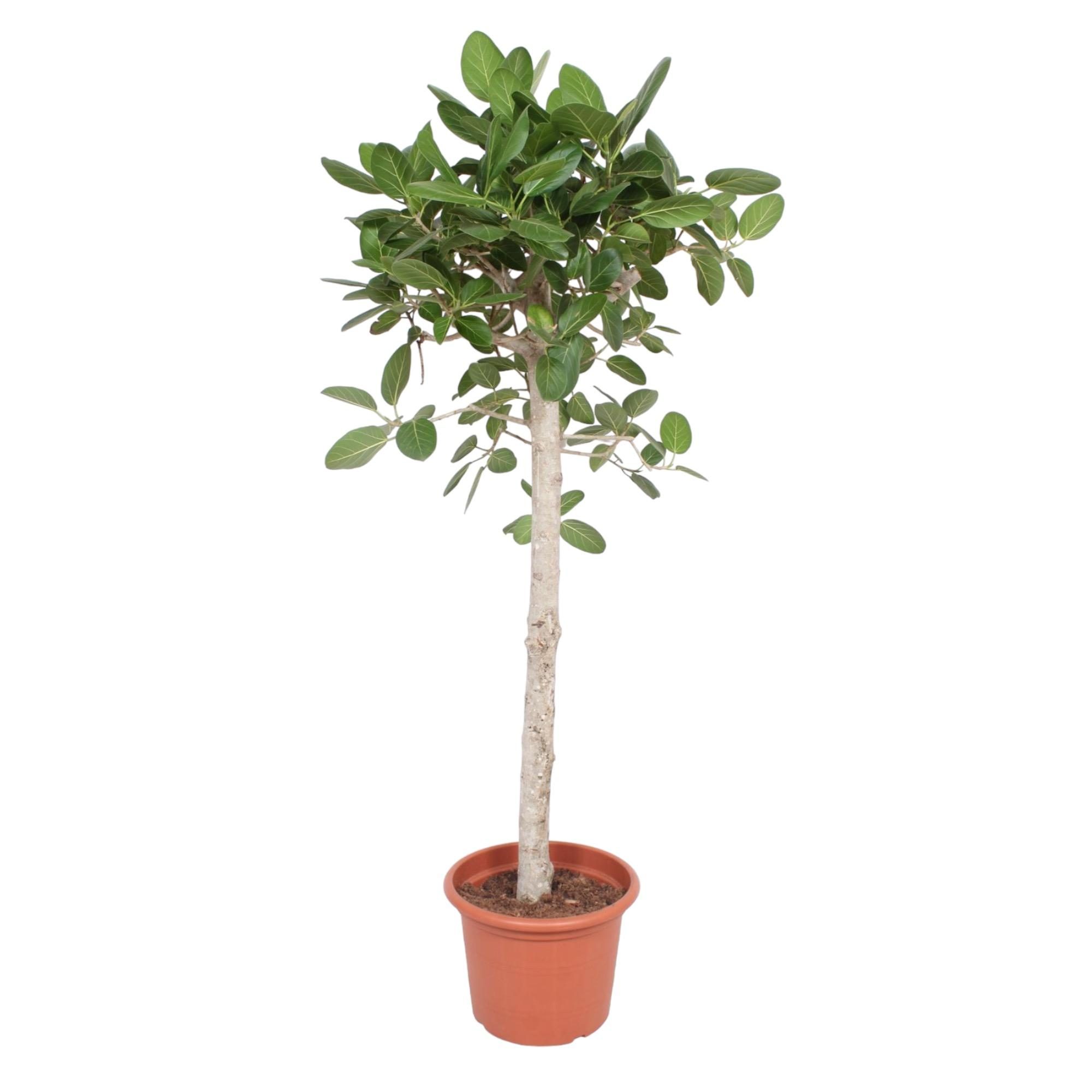 Ficus Benghalensis boom