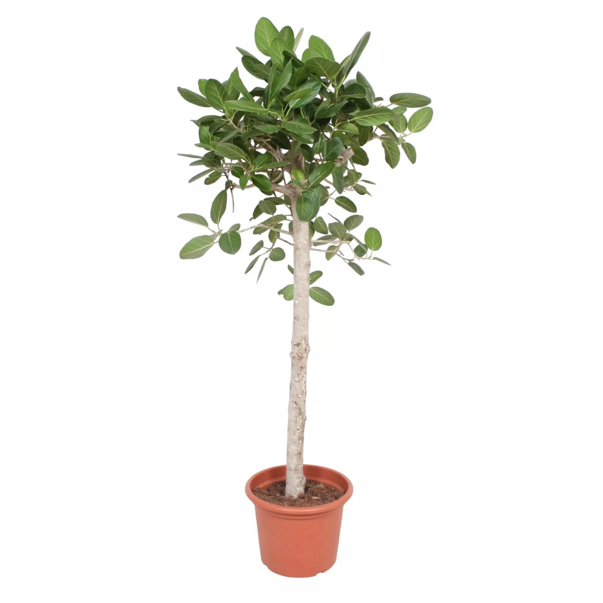 Ficus Benghalensis boom