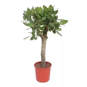 Ficus Benghalensis boom