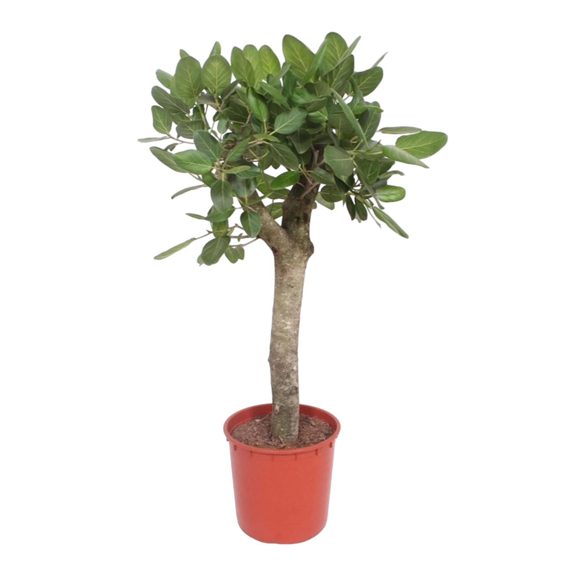 Ficus Benghalensis boom