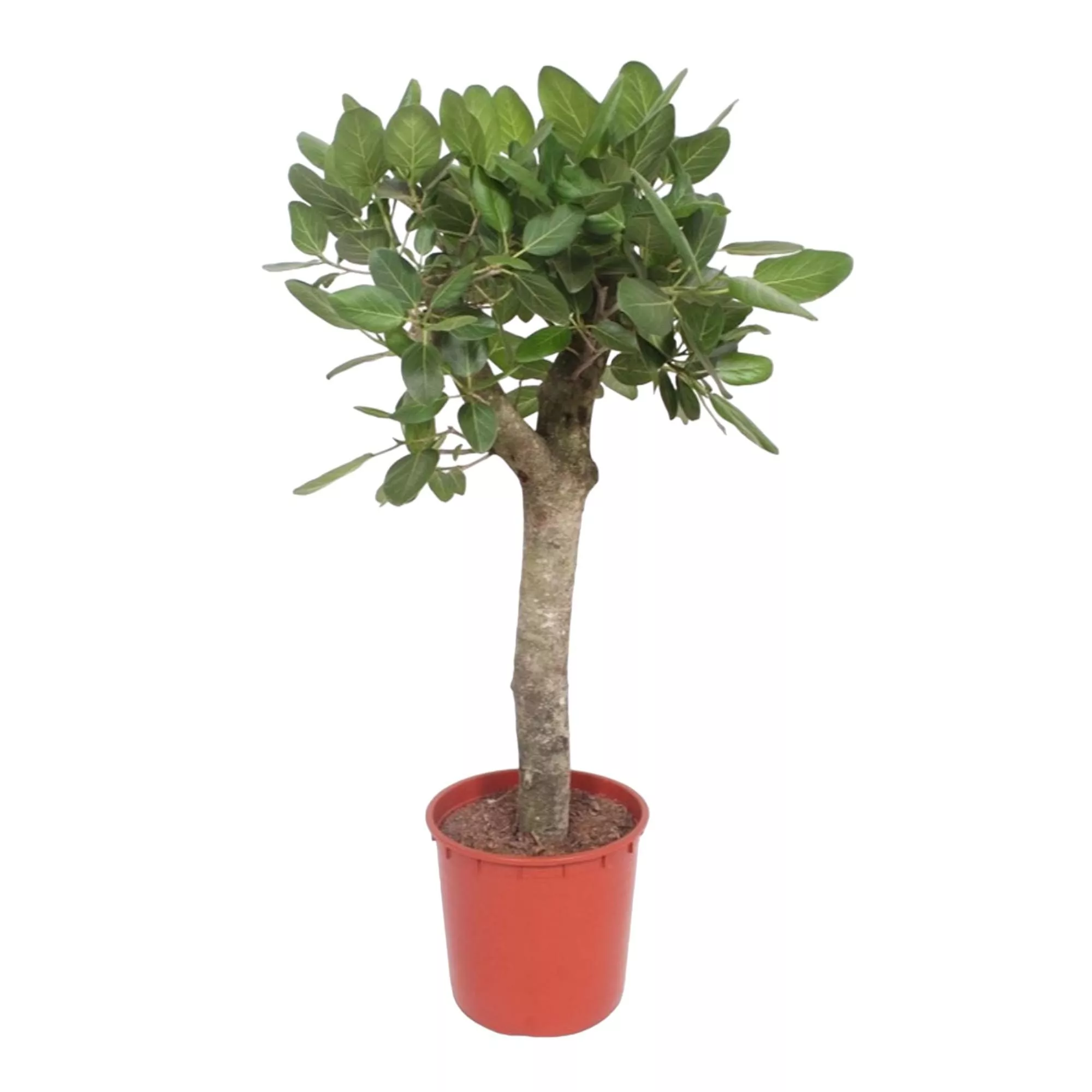 Ficus Benghalensis boom