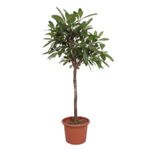 Ficus Cyathistipula boom 